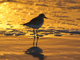 Shorebird at Sunset Photographie par Lynn M. Stone