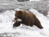 Grizzly Bear (Aka Alaska Brown Bear) with Salmon Photographic Print by Lynn M. Stone