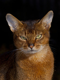Abyssinian Cat, Portrait Lámina fotográfica por Lynn M. Stone Abyssinian Cat, Portrait Lámina fotográfica por Lynn M. Stone