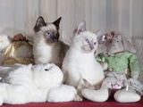 Siamese Cat Kittens W/Stuffed Animals Photographie par Lynn M. Stone