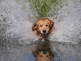 Golden Retriever Water Entry Photographic Print by Lynn M. Stone