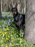 Black Doberman Peering from Behind Tree Photographic Print by Lynn M. Stone