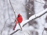 Cardinal in Snow Photographie par Lynn M. Stone