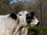 White Galloway Cow Mooing Photographic Print by Lynn M. Stone