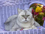 American Shorthair Cat on Lavender Wicker Photographic Print by Lynn M. Stone
