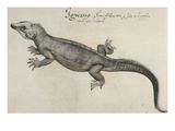 Iguana, 1585 Giclee Print by John White