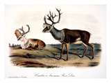 Caribou (Rangifer Caribou) Giclee Print by John James Audubon