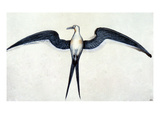 White: Frigate Bird Giclee Print by John White
