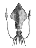 Common Squid Giclee Print