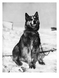 Terra Nova Expedition Giclee Print by Herbert Ponting