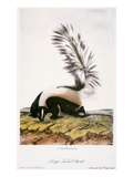 Large Tailed Skunk Giclee Print by John James Audubon