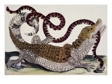Crocodile and Snake Giclee Print by Maria Sibylla Merian