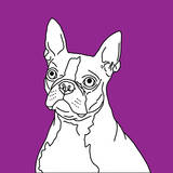 Boston Terrier Prints by Anna Nyberg