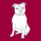 Staffordshire Bull Terrier Poster di Anna Nyberg