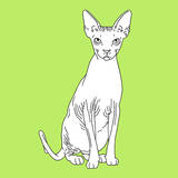 Spynx Cat Art by Anna Nyberg