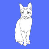 Cat With Markings Prints by Anna Nyberg
