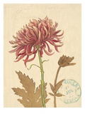 Nature's Curiosities 5 Giclee Print by Chad Barrett