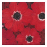 Triple Red Anemone Giclee Print by Ivo 