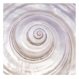 Pearly Shell Giclée-Druck von Mark Goodall