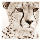 Cheetah Pattern Giclee Print by Frank & Susann Parker