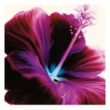 Red Hibiscus Reproduction procédé giclée par Christine Caldwell