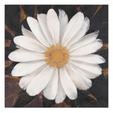Magical White Daisy Giclee Print by Ivo 