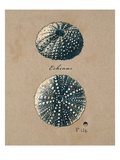Vintage Linen Sea Urchin Gicléedruk van Regina-Andrew Design Vintage Linen Sea Urchin Gicléedruk van Regina-Andrew Design