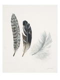 Field Study Feather Trio Impressão giclée por Jurgen Gottschlag