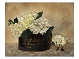 Park Avenue Hydrangea Reproduction procédé giclée par Cristin Atria