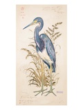 Tricolor Heron Giclee Print by Chad Barrett