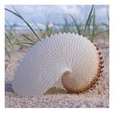 Paper Nautilus Giclée-Druck von Mark Goodall