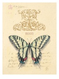 Filigree Papillon Gicléedruk van Chad Barrett Filigree Papillon Gicléedruk van Chad Barrett