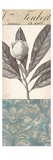 Botanical Bay Laurel Giclee Print by  Chicago Botanic Garden