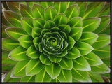 A Giant Lobelia Plant Framed Canvas Print by George F. Mobley