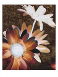 Velvet Daisy 2 Giclée-Druck von Matina Theodosiou