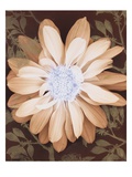 Velvet Daisy 1 Giclee Print by Matina Theodosiou
