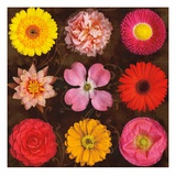 Floral Varieties 2 Giclee Print by Tony Stuart