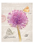 Sketchbook Agapanthus Giclee Print by Chad Barrett