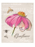 Sketchbook Coneflower Reproduction procédé giclée par Chad Barrett