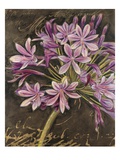 Scripted Agapanthus Giclee Print by Chad Barrett