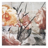 Days of Roses Reproduction procédé giclée par Matina Theodosiou