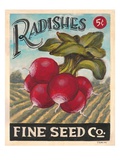 Ravishing Radishes Giclee Print by K. Tobin