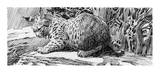 Bobcat Prints by Tom Beecham