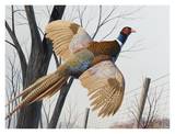 Pheasant Posters by Keith Freeman