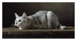 Silver Burmilla Cat Poster par Yann Arthus-Bertrand