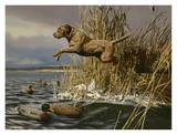 Brown Lab Retrieving Prints by Tom Beecham