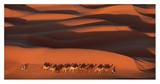 Camels Crossing Amber Dunes, Mauritania Posters af Yann Arthus-Bertrand Camels Crossing Amber Dunes, Mauritania Posters af Yann Arthus-Bertrand