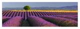 Rows of Lavender Art by Bryan Peterson
