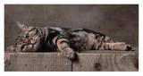American Shorthair Brown Patched Tabby Cat Posters by Yann Arthus-Bertrand