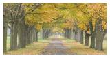 Country Road Lined by Trees in Autumn Prints by  Owaki-Kulla